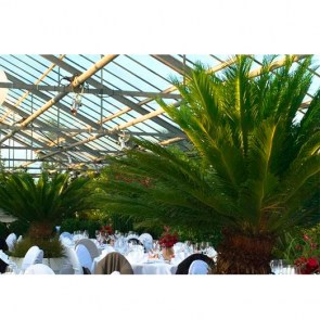 Cycas-im-Gartentopf-mit-Deckbepflanzung.jpg